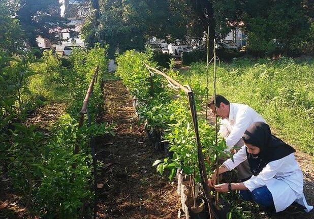 توسعه آموزش کشاورزی از هنرستان تا مزرعه