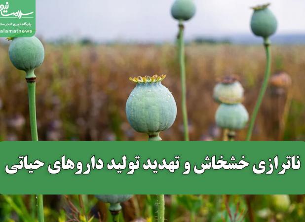 ناترازی خشخاش و تهدید تولید داروهای حیاتی
