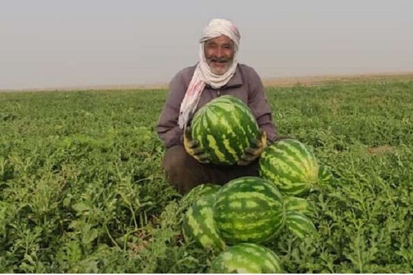 اوج‌گیری برداشت هندوانه پاییزه در جاسک