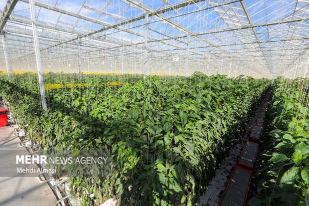 طرح گلخانه تولید سبزی و صیفی‌جات با حضور وزیر جهاد کشاورزی افتتاح شد 