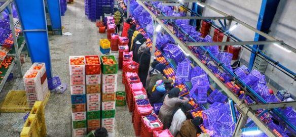 لزوم حضور شرکت های دانش بنیان درکشاورزی مازندران