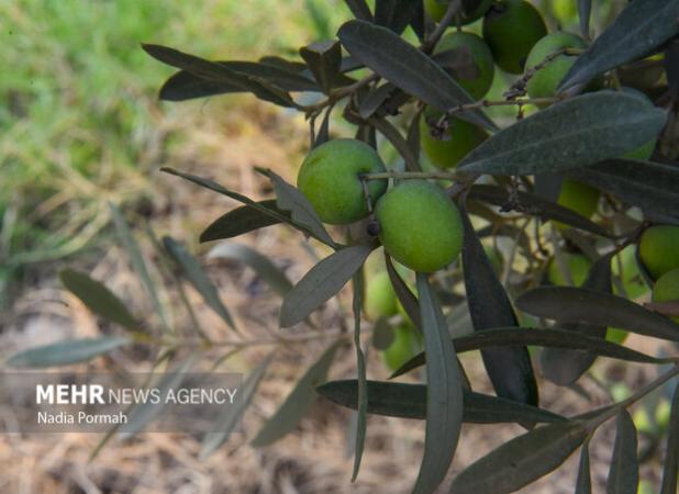 امسال برای تولید ۱۰۰ هزار تن زیتون هدف‌گذاری شده است