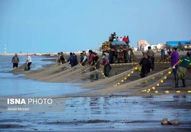صید ۷۱۰ تن انواع ماهیان تجاری و استخوانی خزر در گیلان