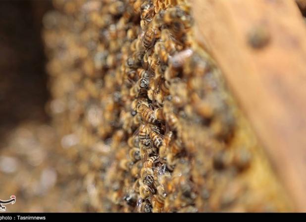 طرح ۶ همتی تولید محصول جدید زنبور عسل در پیچ تامین اعتبار بانکی