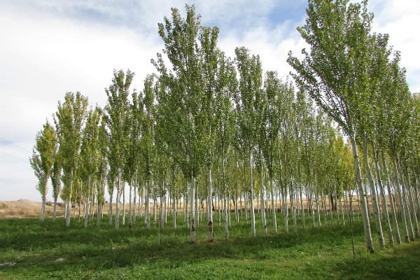 کاشت ۱۰۰۰ اصله درخت صنوبر توسط شهرداری گلپایگان