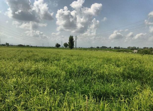 کاهش ۱۸ درصدی سطح اراضی شالیزاری در مناطق کوهستانی بهشهر