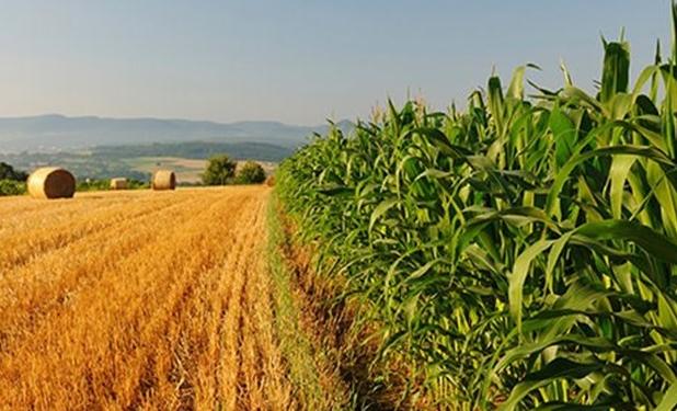 بحران کمبود کود شیمیایی برای کشاورزان در آمریکا