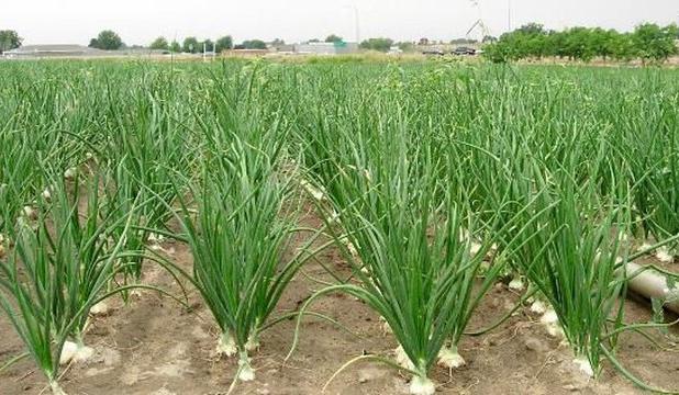 جهشی بزرگ در مسیر تولید محصولات فراسودمند کلات با اجرای طرح جدید