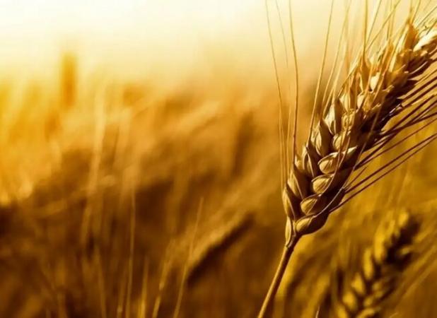 خرید ۱۴۰ هزار تن گندم از کشاورزان لرستانی