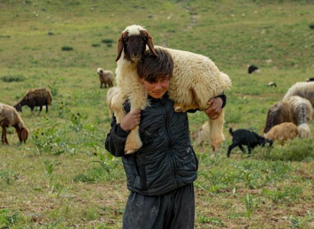 توزیع ۵۰ هزار تُن علوفه بین عشایر دامدار خراسان رضوی