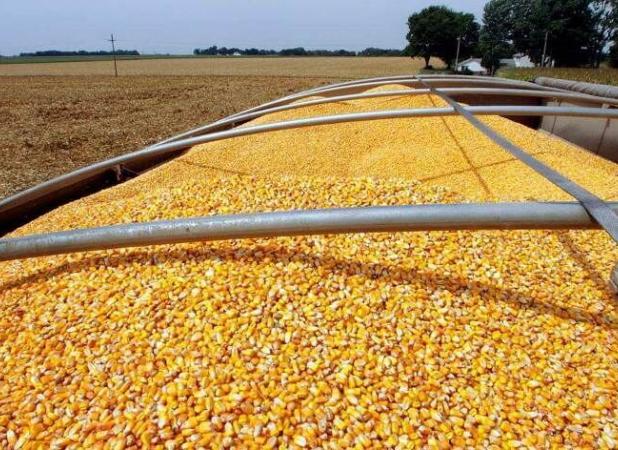 انحصار در واردات وتوزیع نهاده های دامی 
