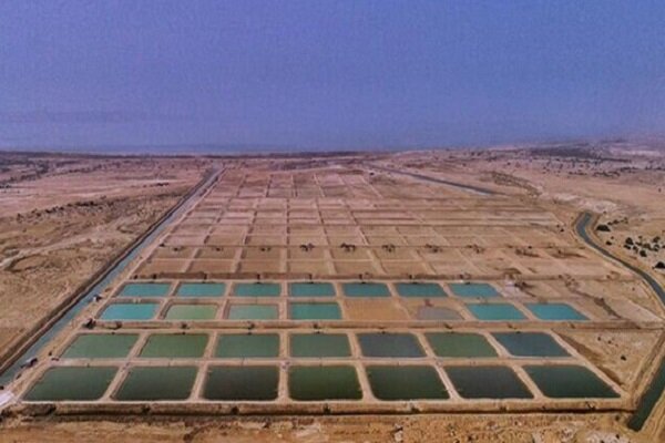 ورود دادگستری به موضوع اجاره بهای تعیین شده برای مزارع پرورش میگو