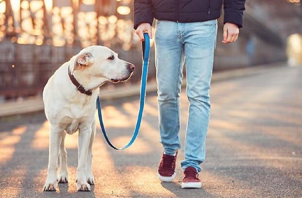 ممنوعیت سگ‌گردانی در استان سمنان