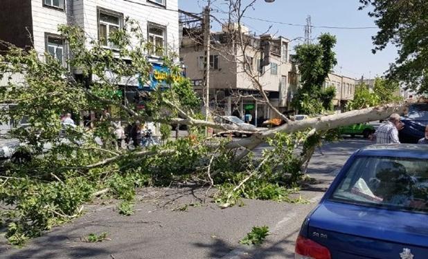 هشدار وزش باد شدید ، سقوط اشیاء ‌و شکستن‌ درختان