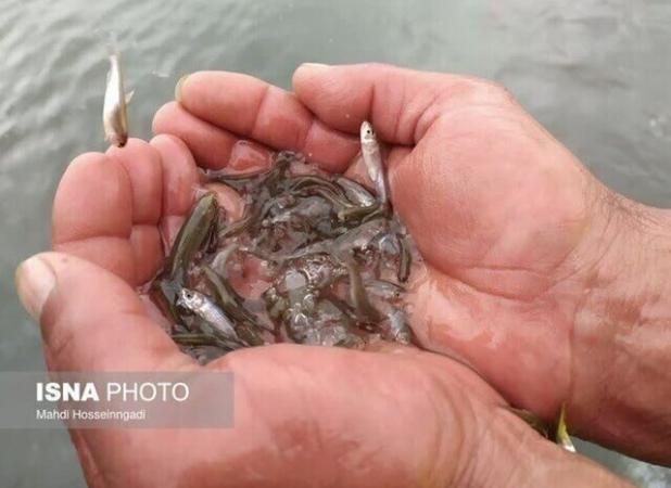 مدیرکل شیلات استان: نیمی از آب‌بندان گیلان قابلیت آبزی‌پروری دارد