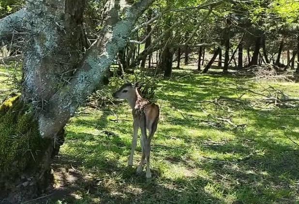 ثبت ۱۳ ذخیره‌گاه زیست‌کره در ۱۱ استان کشور