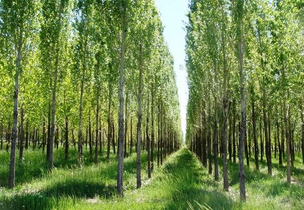 ۷۶۰ هکتار اراضی مستعد زراعت چوب در غرب مازندران شناسایی شد