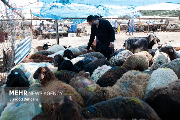 ۱۲۶ راس دام غیر مجاز در نجف آباد توقیف شد