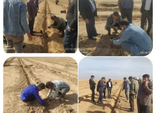 کشت گیاه دارویی کاپاریس در دهلران برای نخستین بار