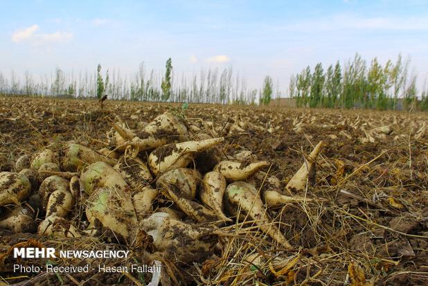 آغاز برداشت محصول چغندرقند از مزارع کشاورزی شهرستان آوج