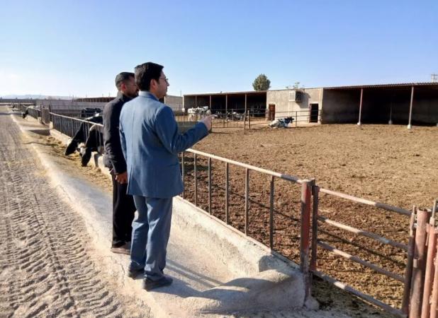 ثبت ۱۵۰ هزار رأس دام در سامانه یکپارچه میامی