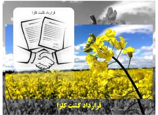 شروع کشت کلزا در ساری/ حمایت دولت از تولیدات کشاورزی