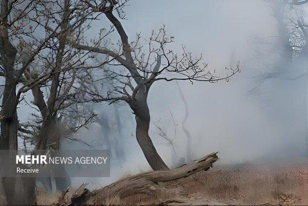 یونسی: ۸ هکتار از جنگل الیت در آتش سوزی دچار خسارت شد