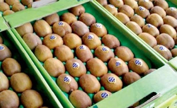 کیوی از مهر صادر می‌شود