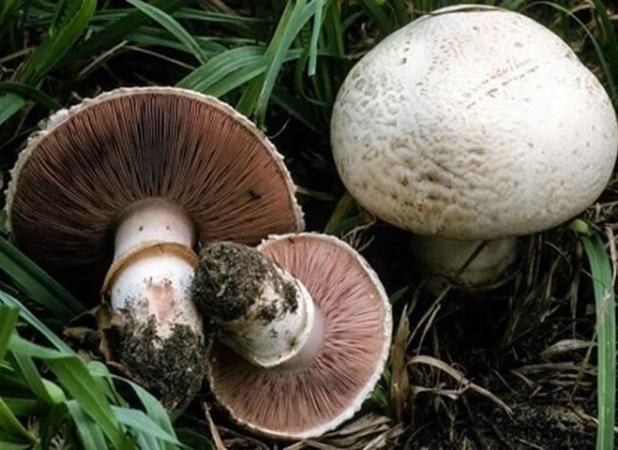مراقب قارچ‌های سمی باشید