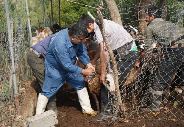 ارائه بیش از ۶۰۰ هزار خدمت رایگان دامپزشکی مازندران در رزمایش‌های جهادی