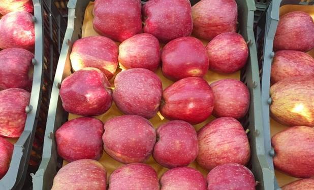 ایران رتبه چهارم جهانی تولید سیب را دارد