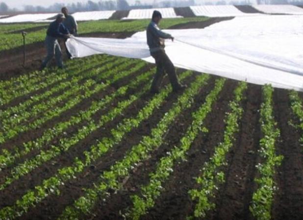 صدور هشدار سطح زرد هواشناسی در استان بوشهر؛ کشاورزان مراقب باشند