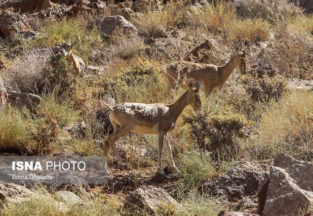 معاون محیط‌زیست کردستان:‌ از غذارسانی خودسرانه به حیات‌وحش خودداری شود