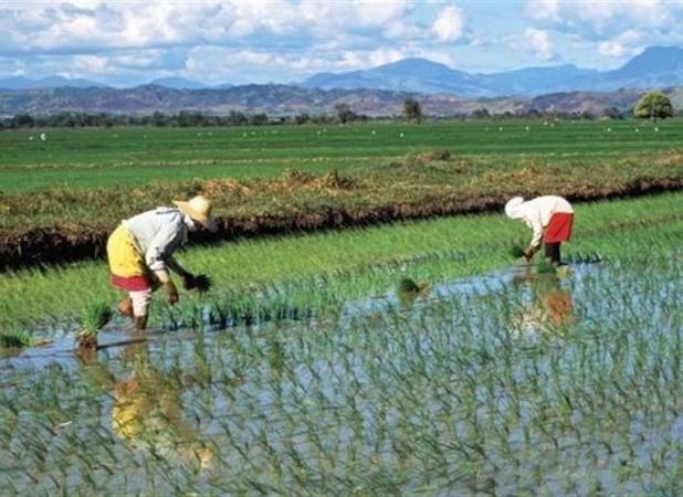 تلاش دولت ژاپن برای کنترل گرانی برنج
