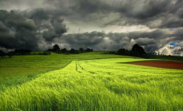 کمبود بارندگی در شرق کردستان عملکرد مزارع گندم را تهدید می‌کند