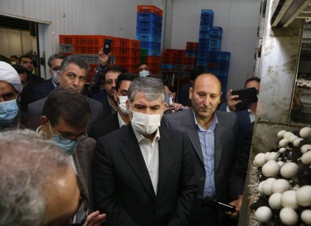 خرید روزانه ۱۰۰۰ تن مرغ مازاد توسط دولت