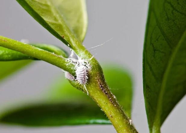 کم‌بارشی و احتمال افزایش آفات در محصولات کشاورزی