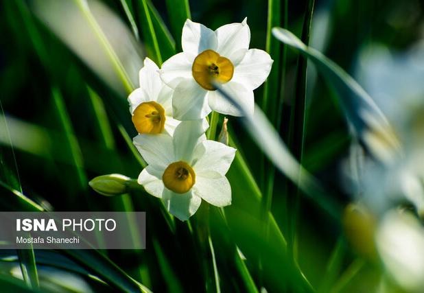 از مزارع خوسف تا دل اروپا؛ گل نرگس ایرانی افسردگی را درمان می‌کند