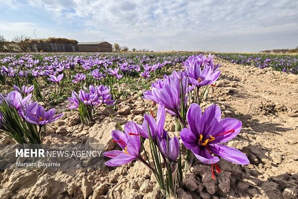 محلوجی: روستای علوی قطب کاشت و تولید زعفران در کاشان است