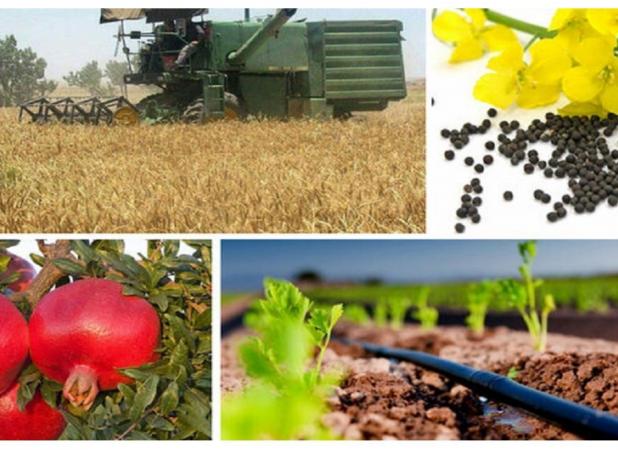 حمایت صندوق تعاون روستایی برای تامین سرمایه در گردش