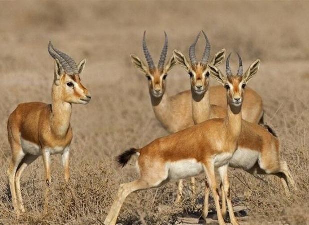 عملیاتی بی‌تلفات؛ رهاسازی جبیرهای کویر در مجموعه حفاظتی توران شاهرود