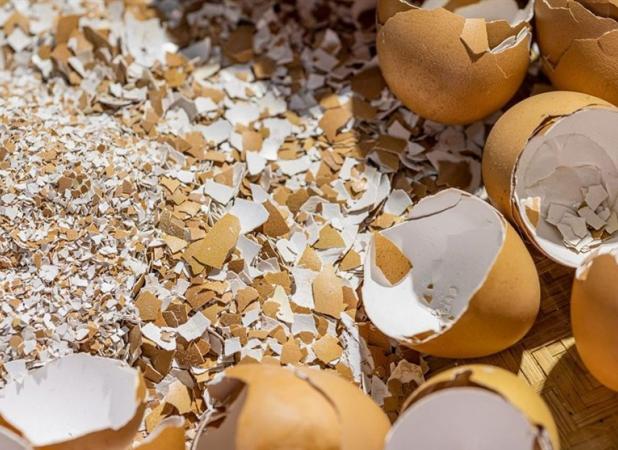 تولید کنندگان تخم مرغ روزانه ۱۴۰ همت ضرر می‌کنند