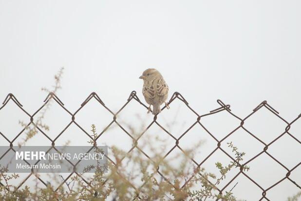 وقوع پدیده مه صبحگاهی در لرستان طی روزهای چهارشنبه و پنج‌شنبه