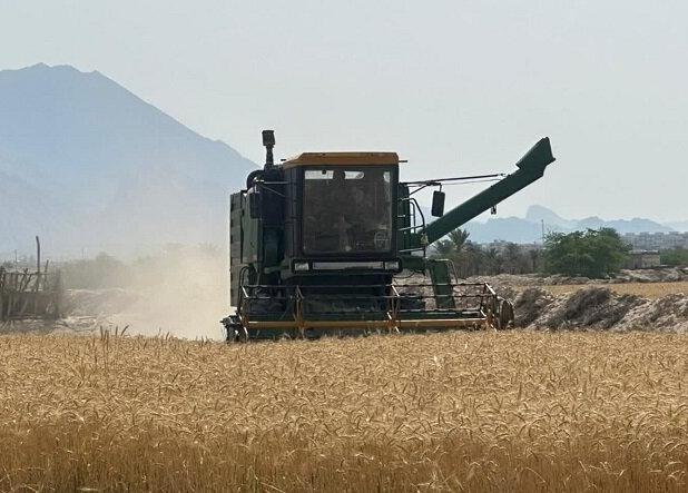 کیفیت گندم در خرید تضمینی اولویت جهاد کشاورزی است