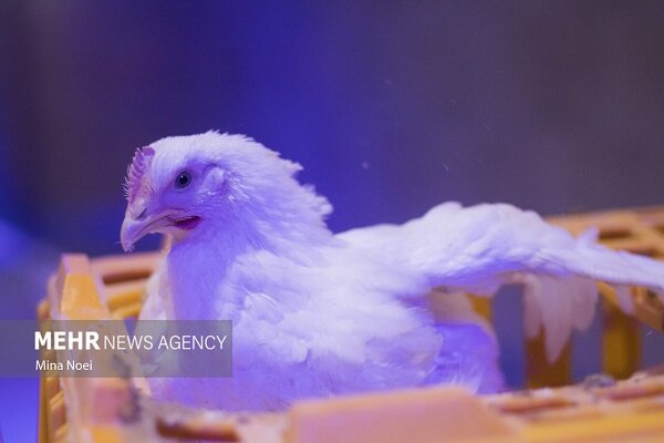 کامیونت حامل ۴ تن مرغ قاچاق در توقیف پلیس هرمزگان