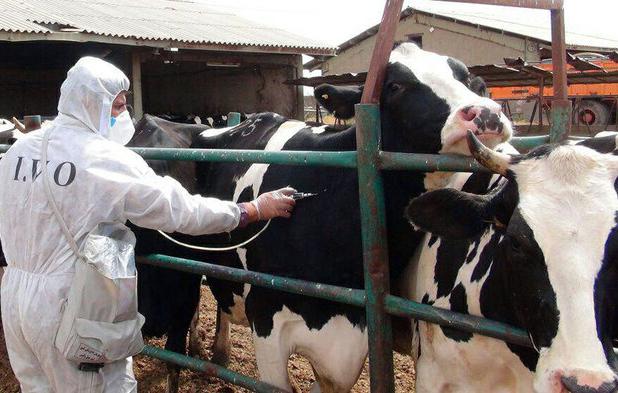 هدف اصلی سویه جدید تب برفکی، گاو شیری است