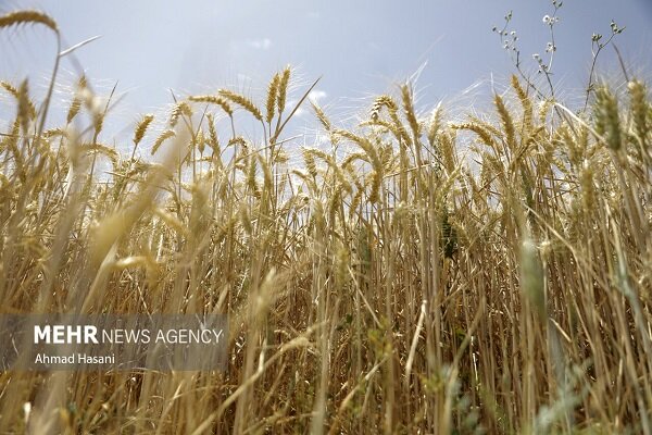 قیمت تضمینی گندم باید جهانی باشد