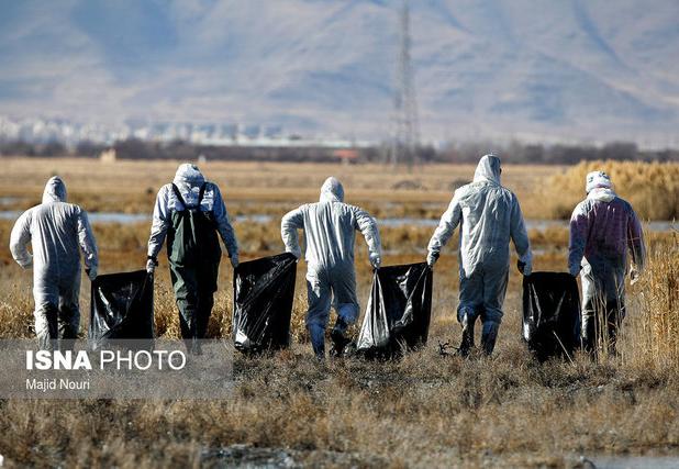 مقابله با آنفلوانزای پرندگان، مستلزم اجرای دقیق اصول امنیت زیستی است