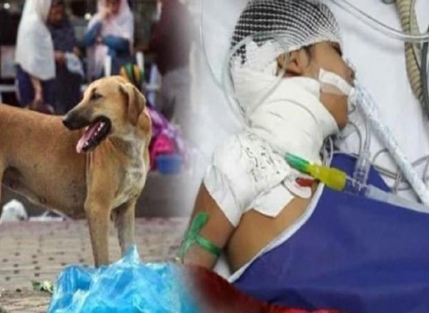 ثبت 77 مصدوم گازگرفتگی سگ در مازندران