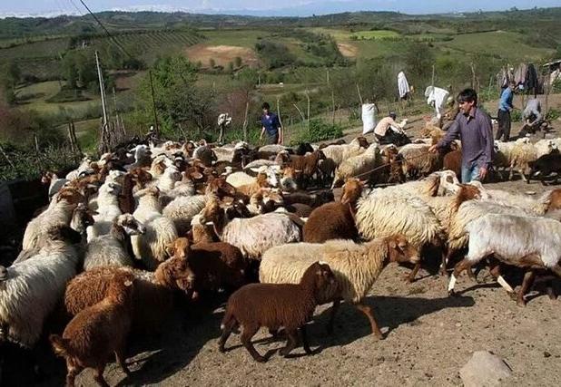 لزوم خریداری ۹۰۰۰ واحد دامی برای ایجاد امنیت در زیستگاه یوزپلنگ در خراسان شمالی